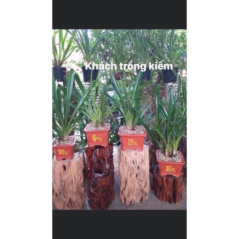 Hoa lan kiếm mix màu(1caay)