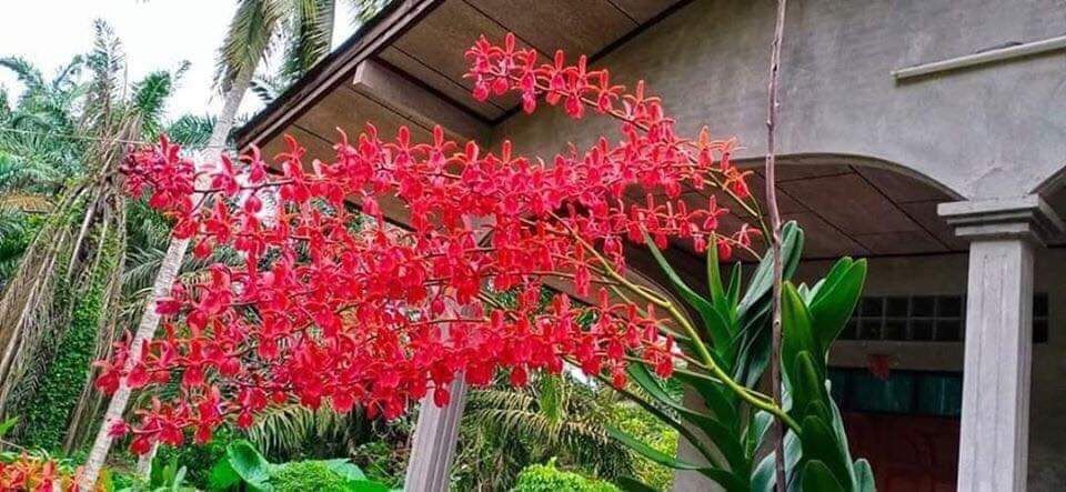 Hoa Lan hoàng tử đỏ(cây giống)