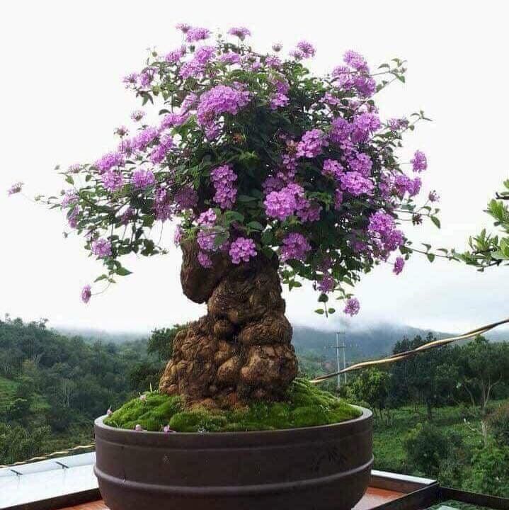 Phôi hoa ngũ sắc, phôi ngũ sắc, nhiều u cục làm cảnh bonsai