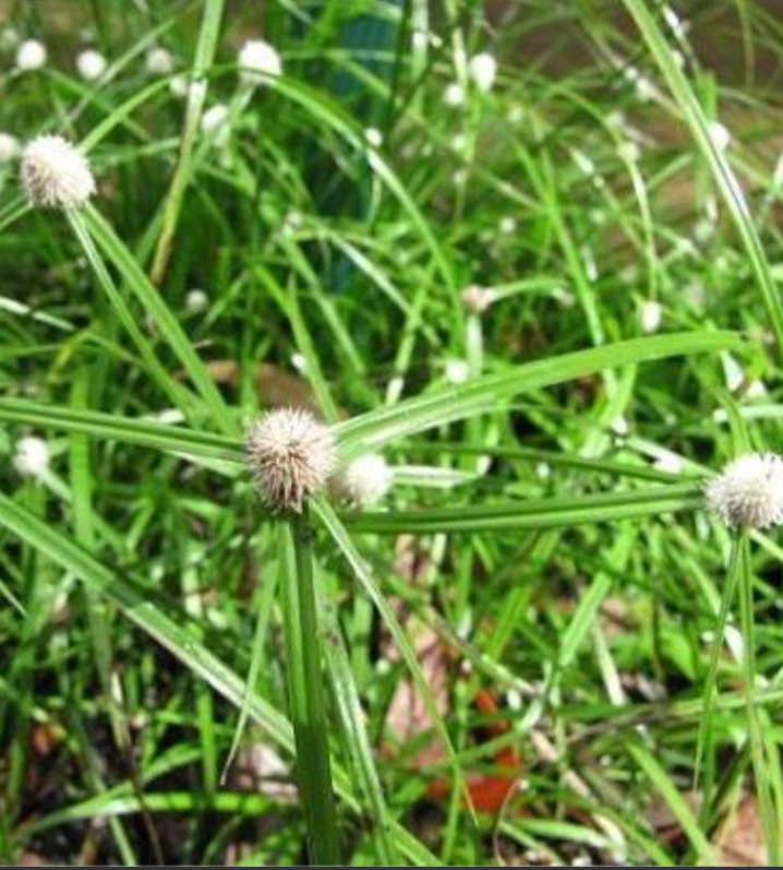 1Kg Cỏ Bạc Đầu Tươi Hút Chân Không ( Thuốc Nam )