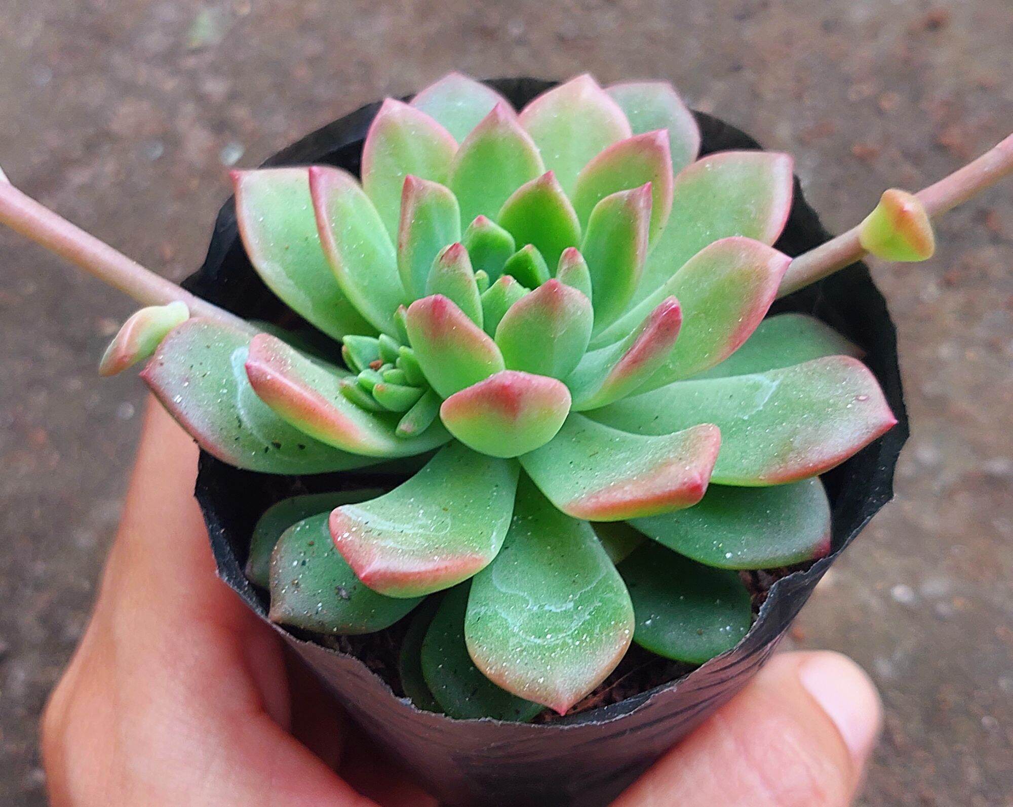 Sen đá MẶT TRỜI size bầu