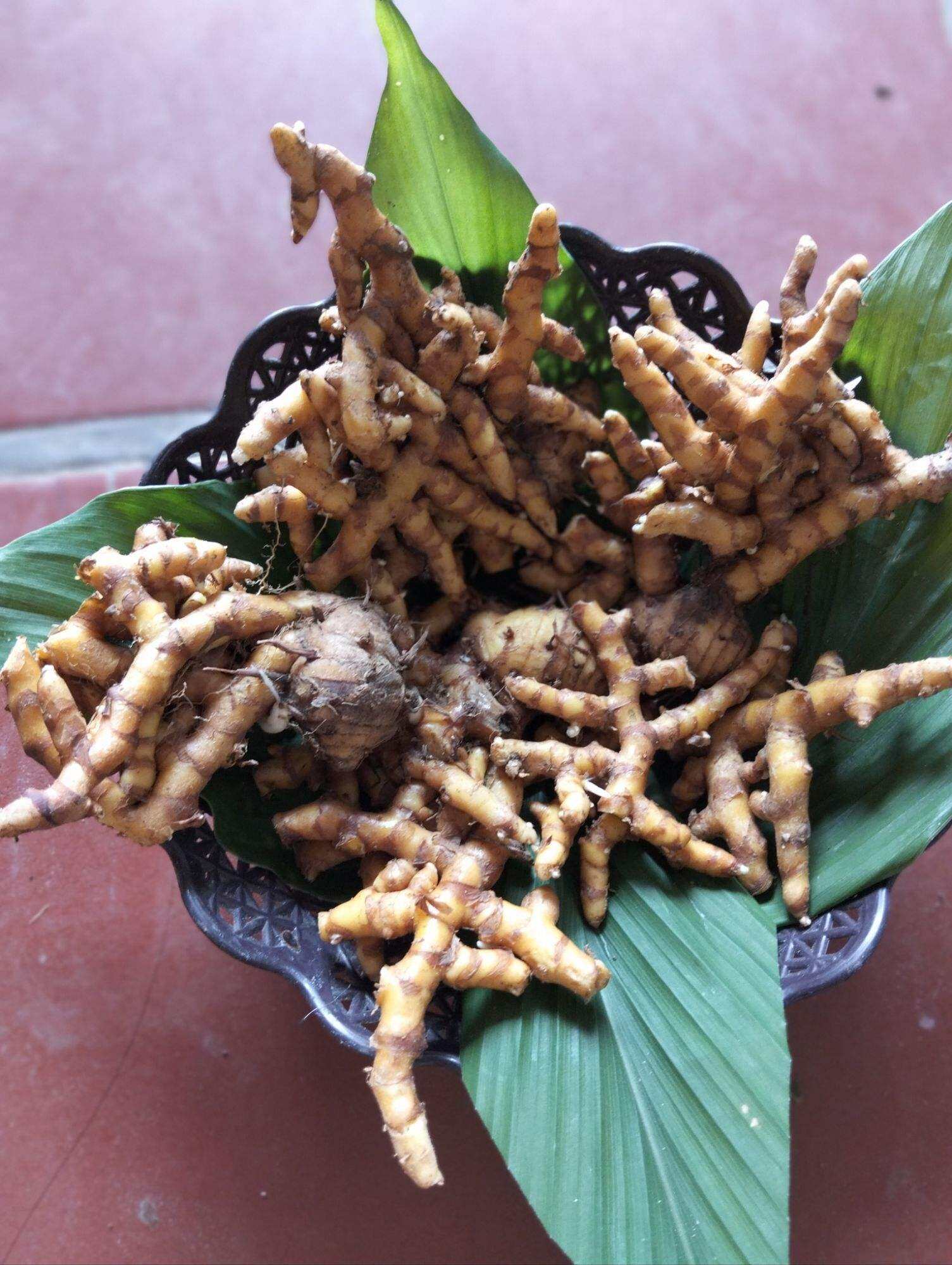 Nghệ bọ cạp tươi ( nghệ cực hiếm)