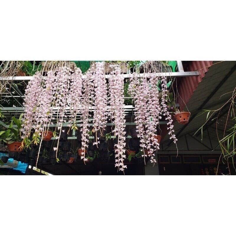 Hoa lan hạc vĩ (1bó 10 thân)