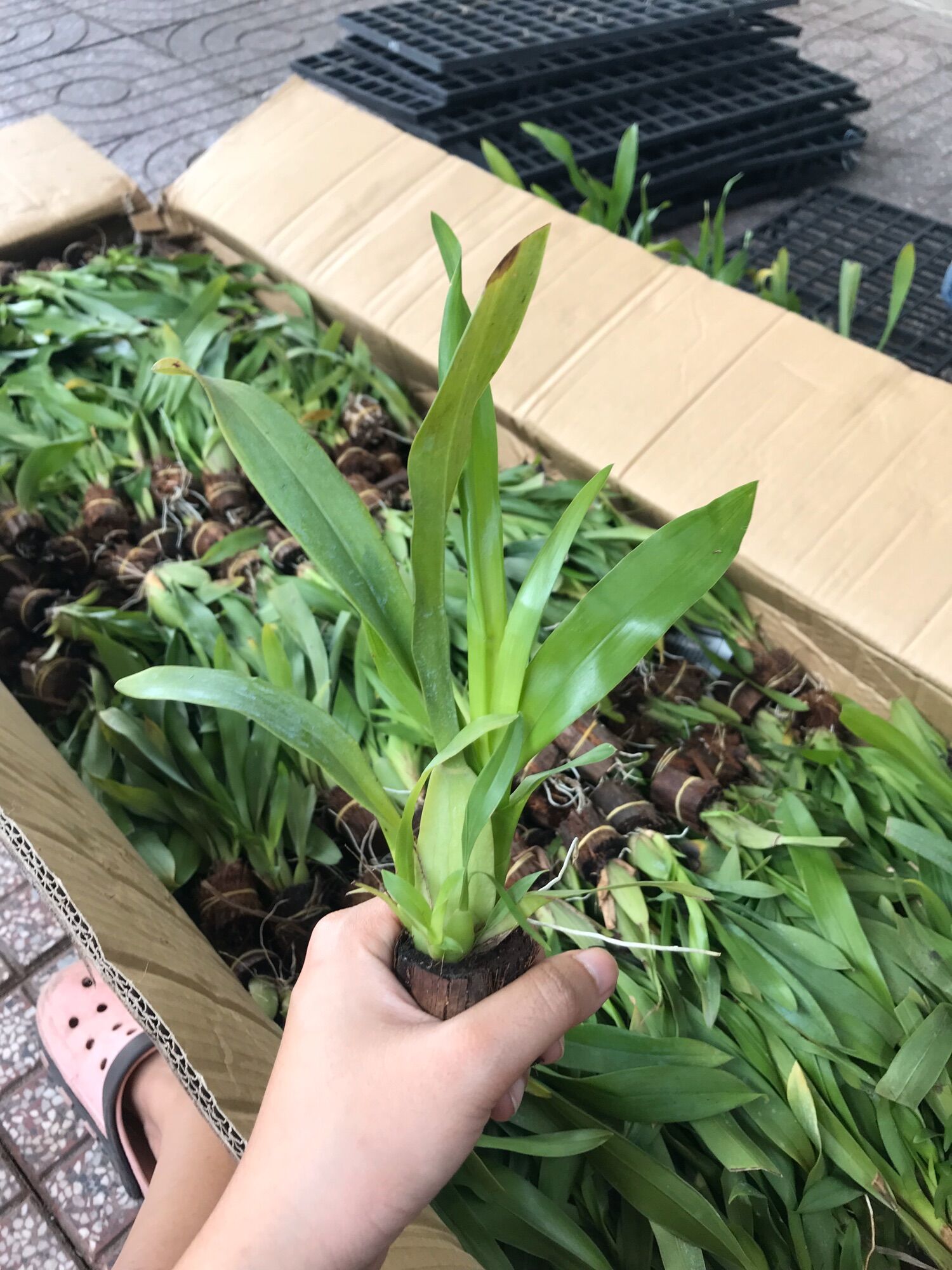 Vũ Nữ Damsay Cây Giống Siêng Hoa