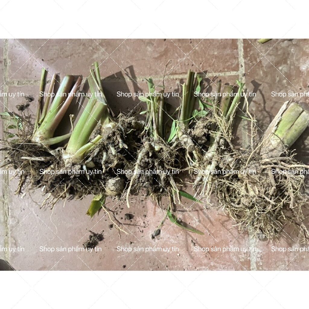 nghệ đen giống(1 củ giống ngẫu nhiên)