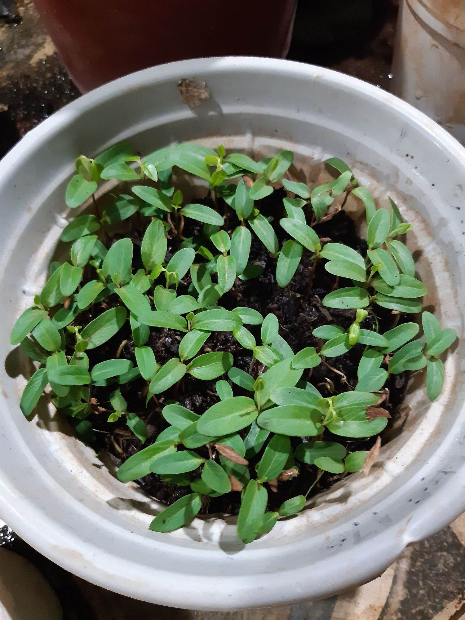 GÓI 30 HẠT GIỐNG CÂY LÁ GIANG