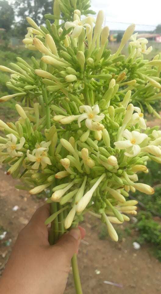 1kg Hoa đu đủ đực tươi