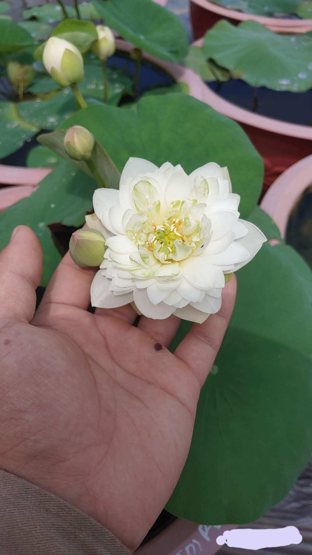 Củ sen giống - sen trắng siêu bông