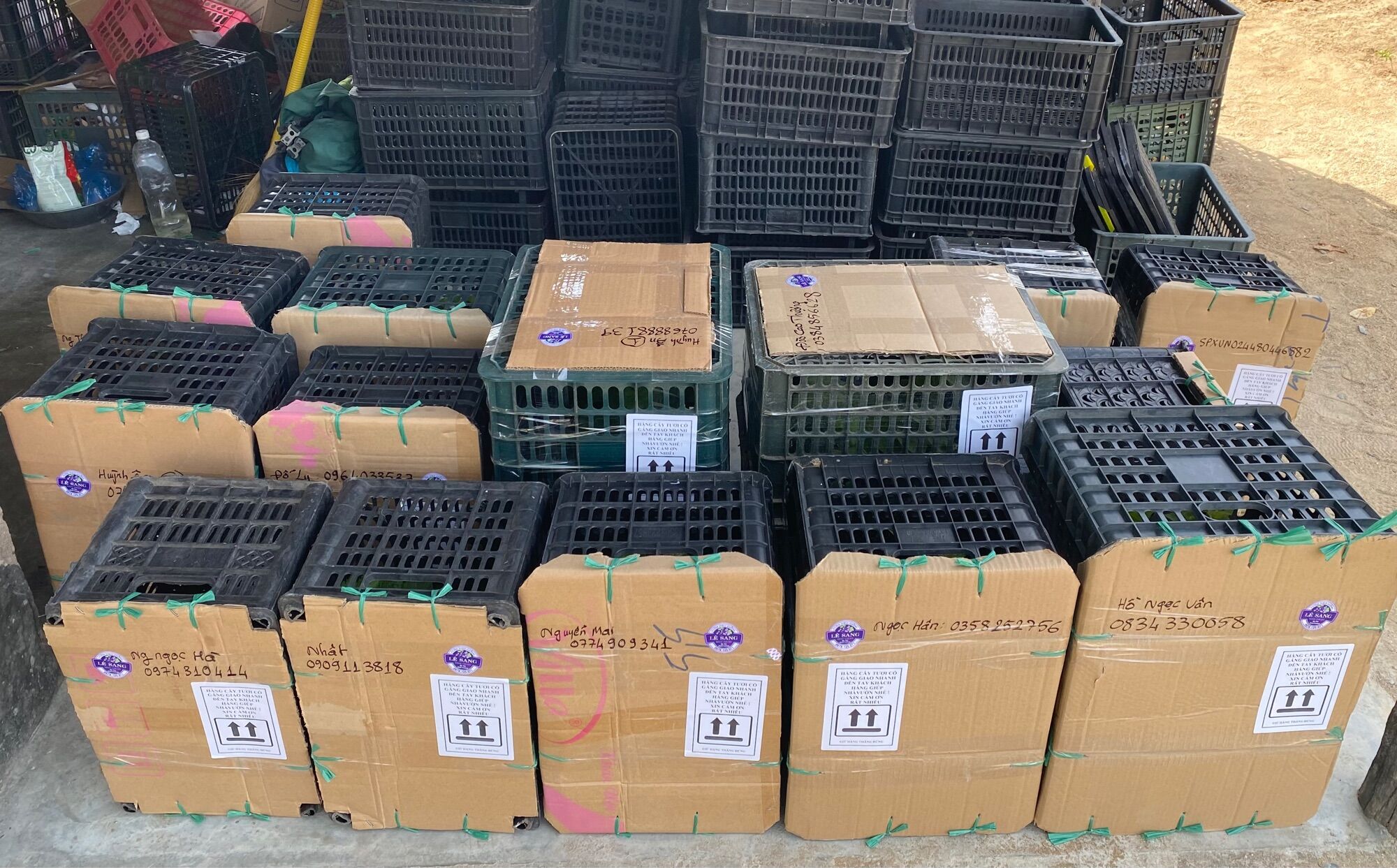 Cây Nho Ngón Tay Đen Không Hạt