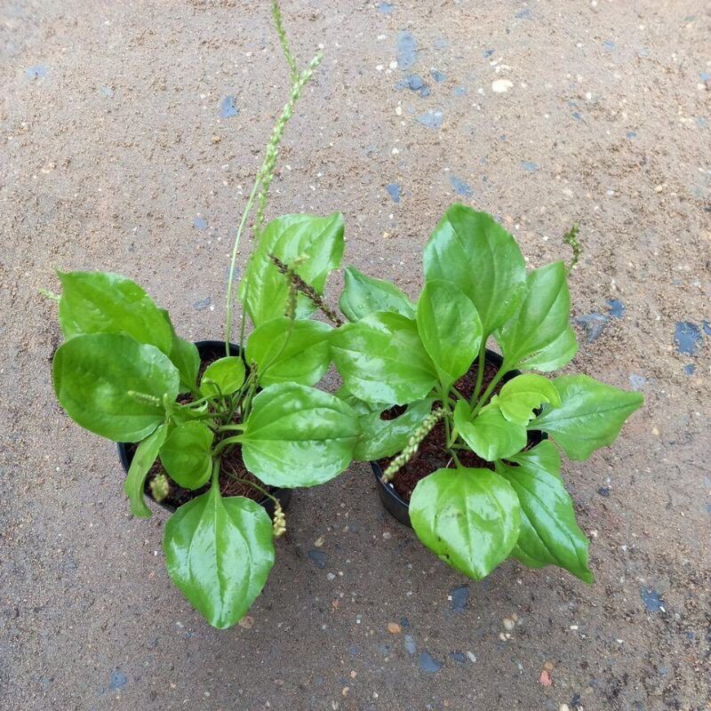 Combo 4 cây mã đề