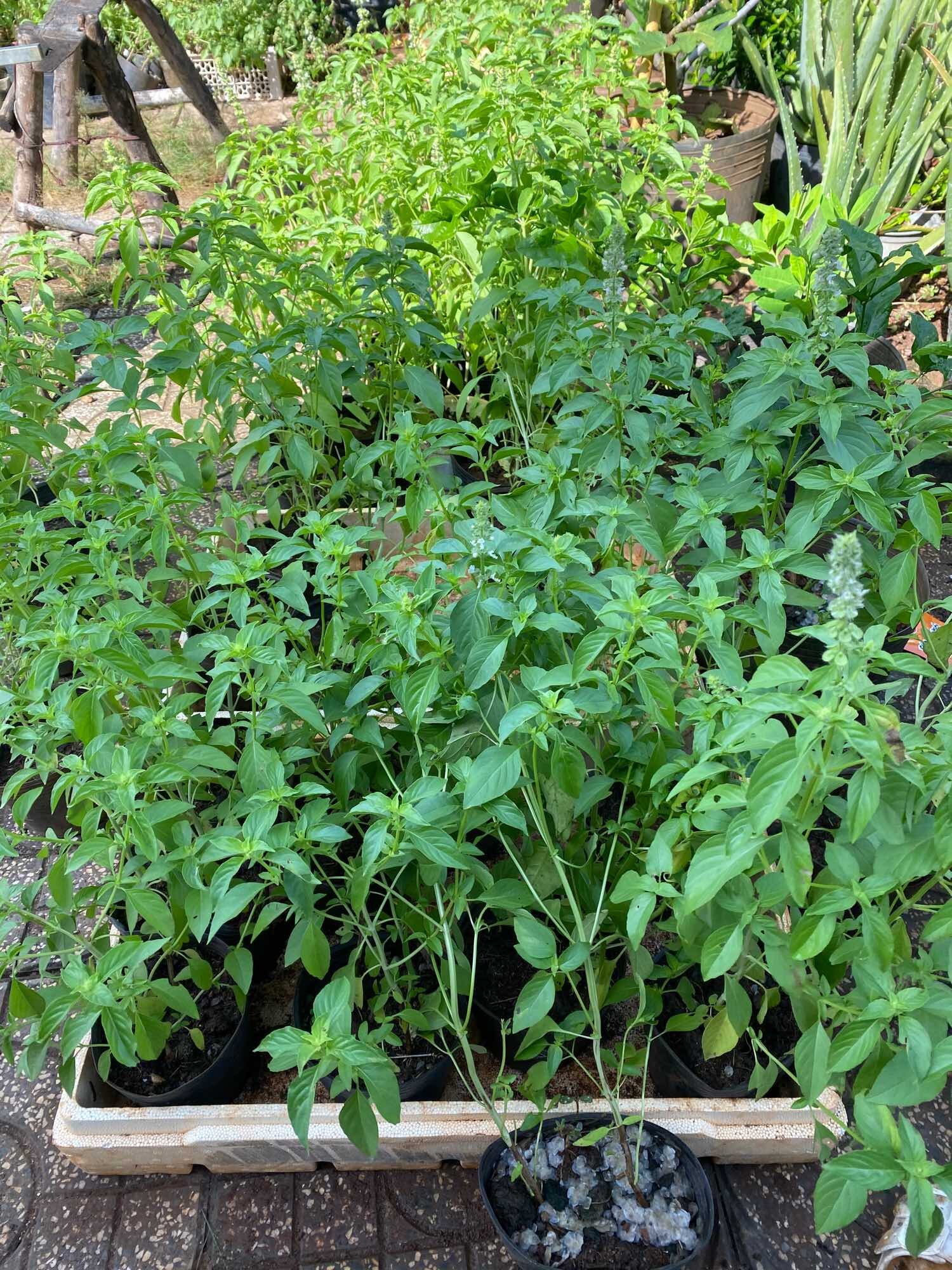 Cây lá é trắng nấu lẩu gà lá é (chậu lớn)