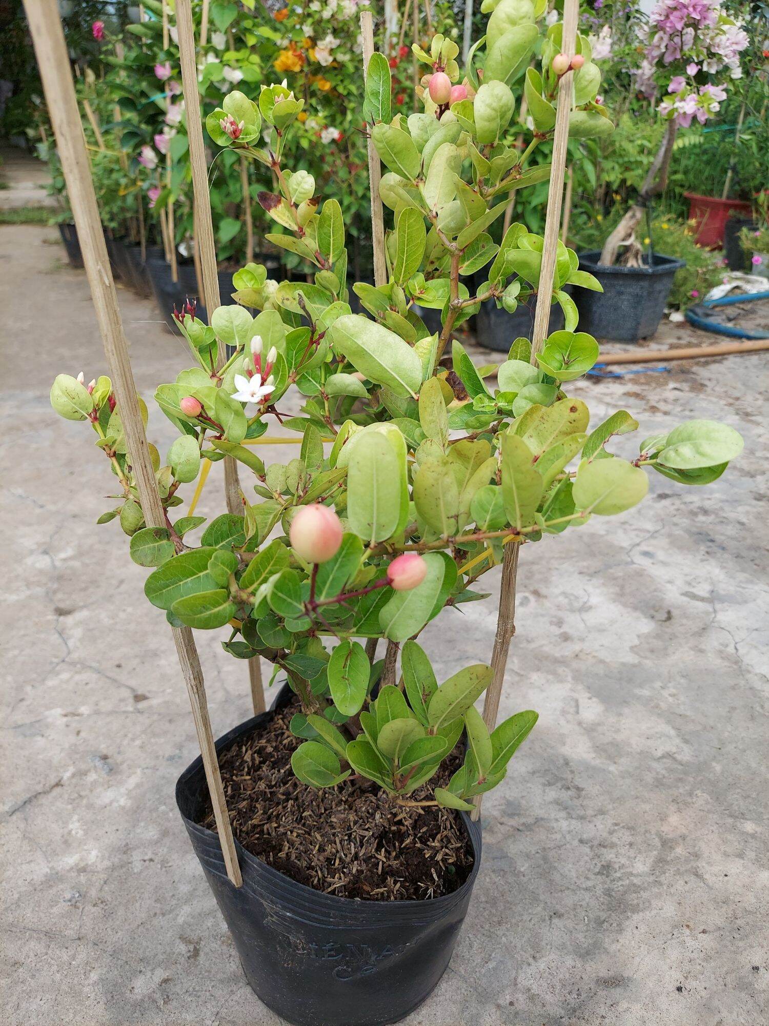 Cây Si rô đang trái, bông nụ nhiều