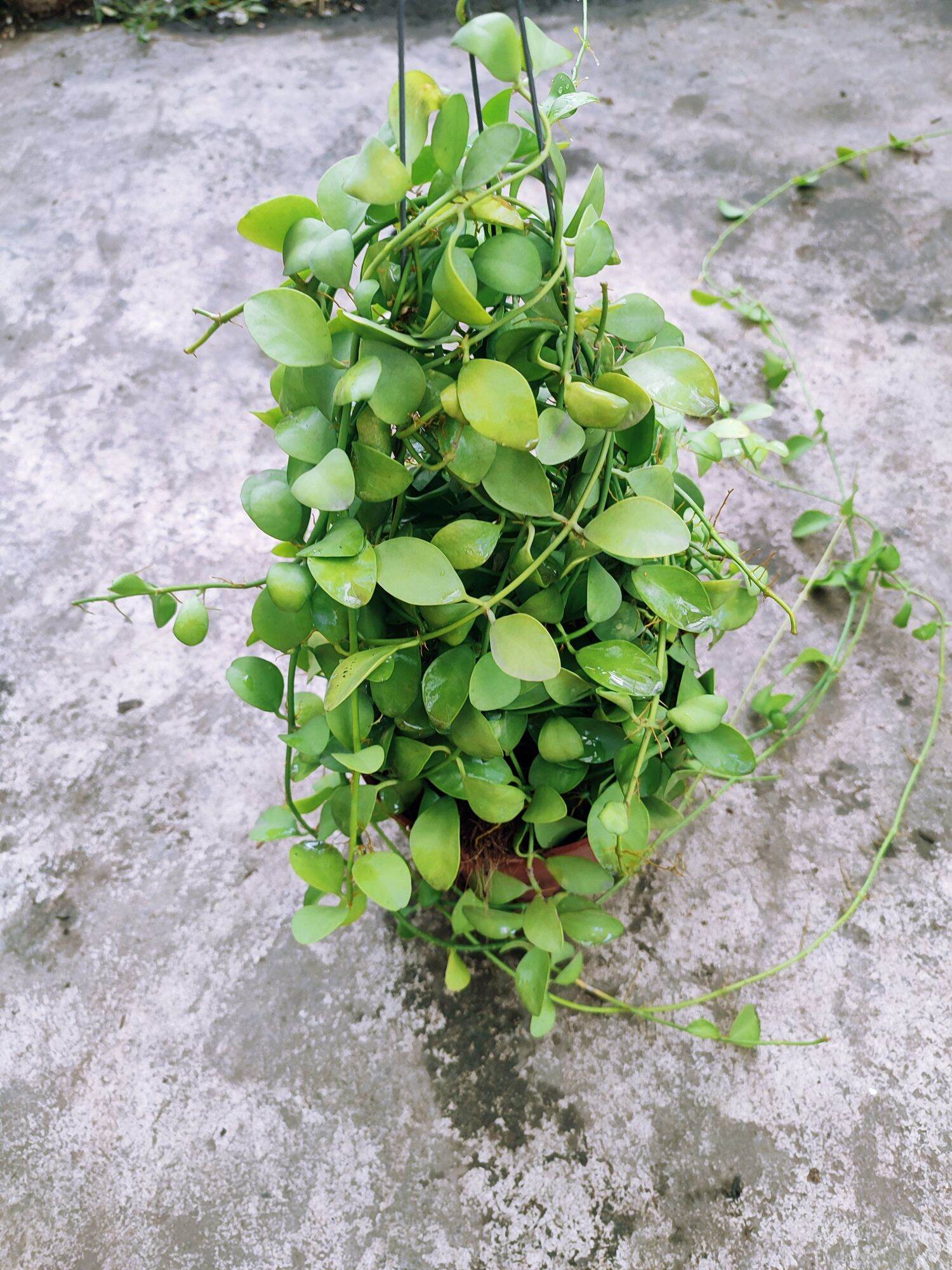 (ĐôLa Lan) Lan hạt dưa giỏ treo lớn (Ảnh thật tại vườn)
