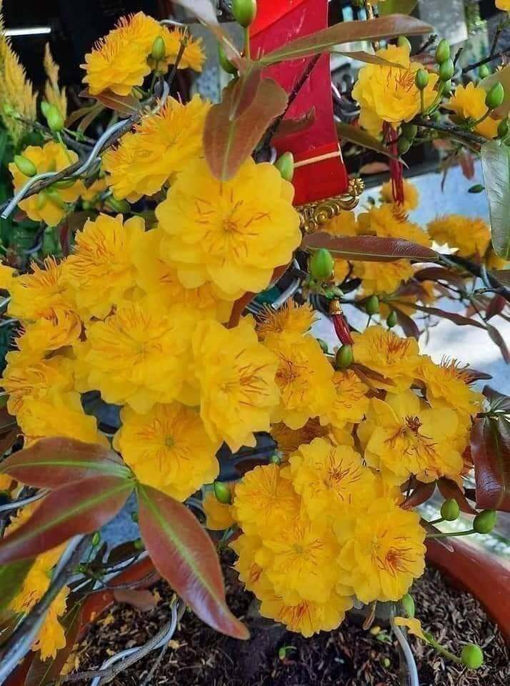 Hoa mai cúc thọ hương cây giống chuẩn