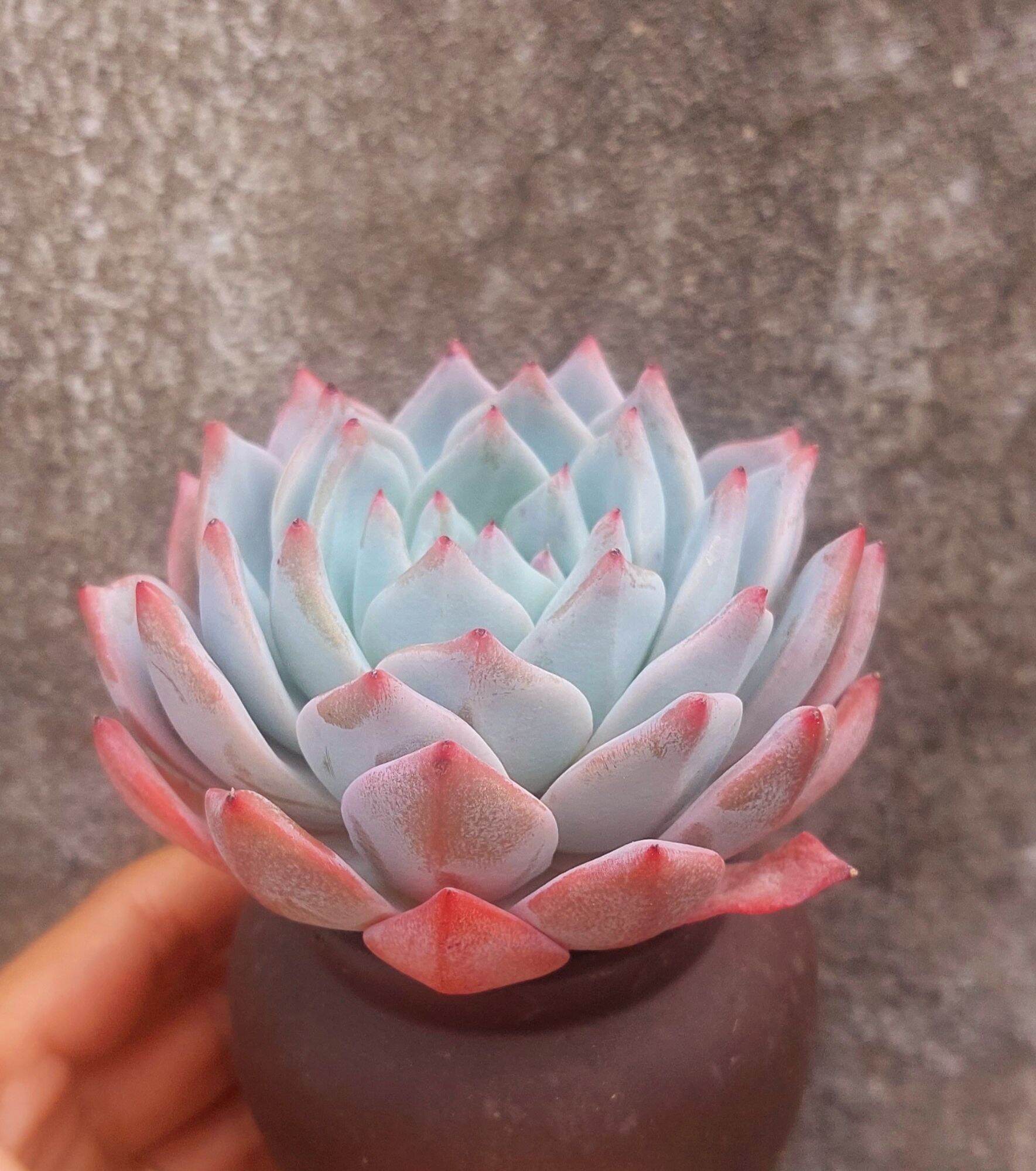 Sen đá CHIM HỒNG size trung 8 cm