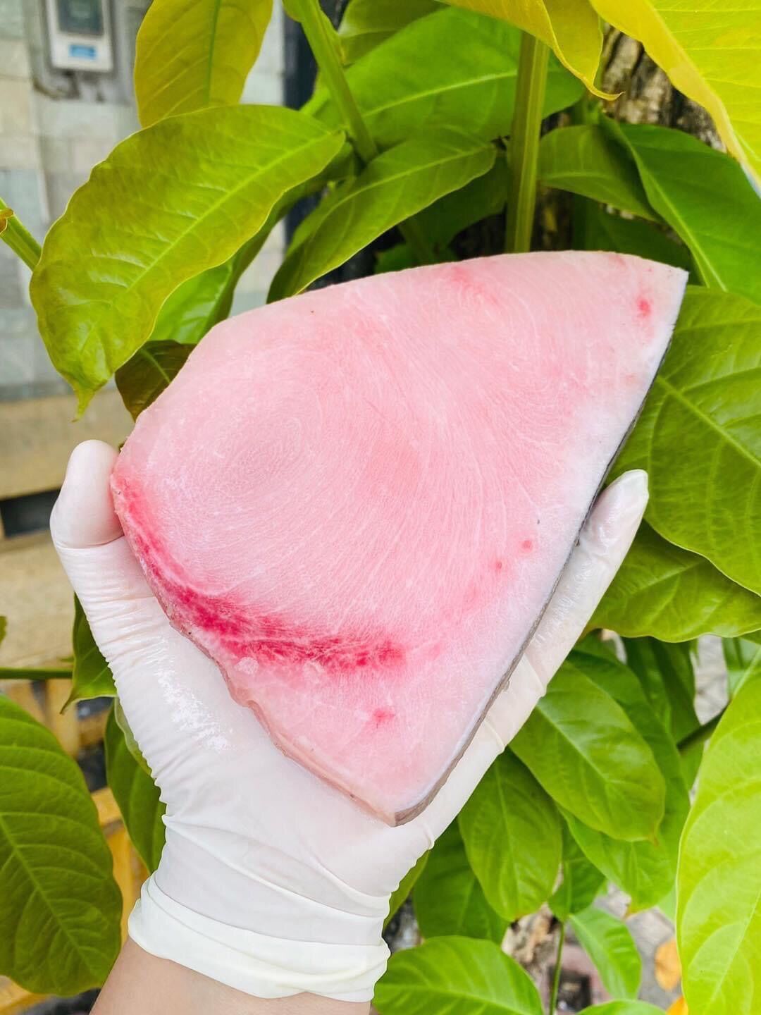 Cá cờ kiếm phile 500g