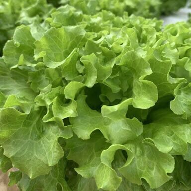 Hạt Giống Cải Xà Lách