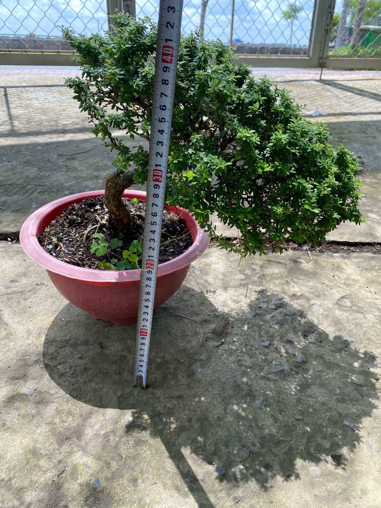Linh sam hạt gạo siêu bông bonsai mini  tròn tàn