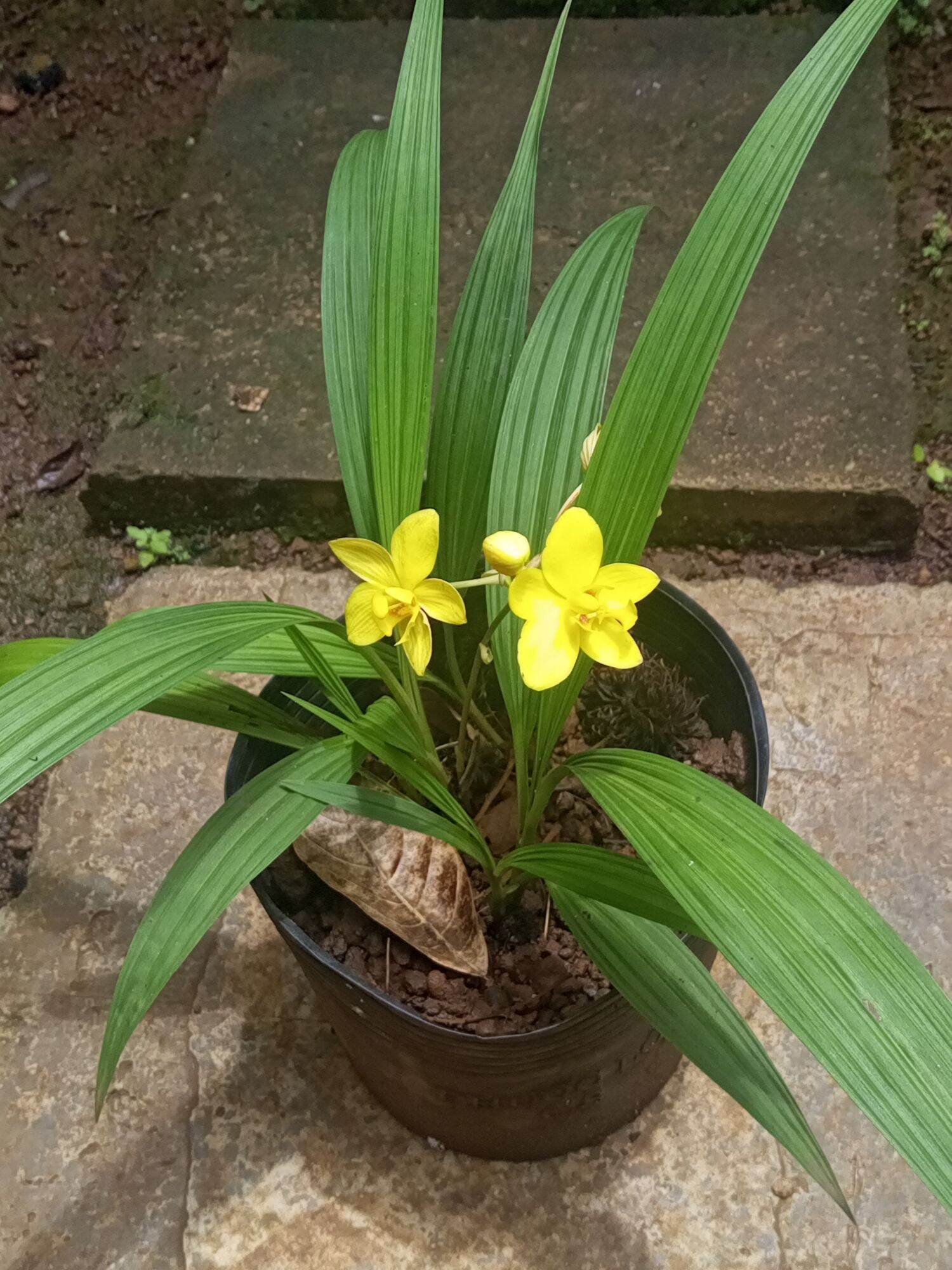 Địa lan chu đỉnh vàng
