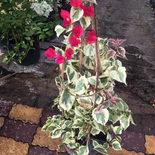 Cây hoa giấy cẩm thạch chuẩn