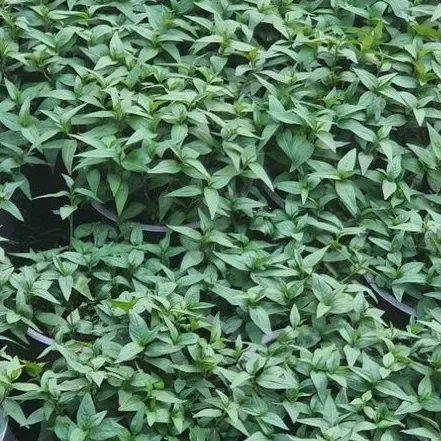 CHẬU RAU RĂM