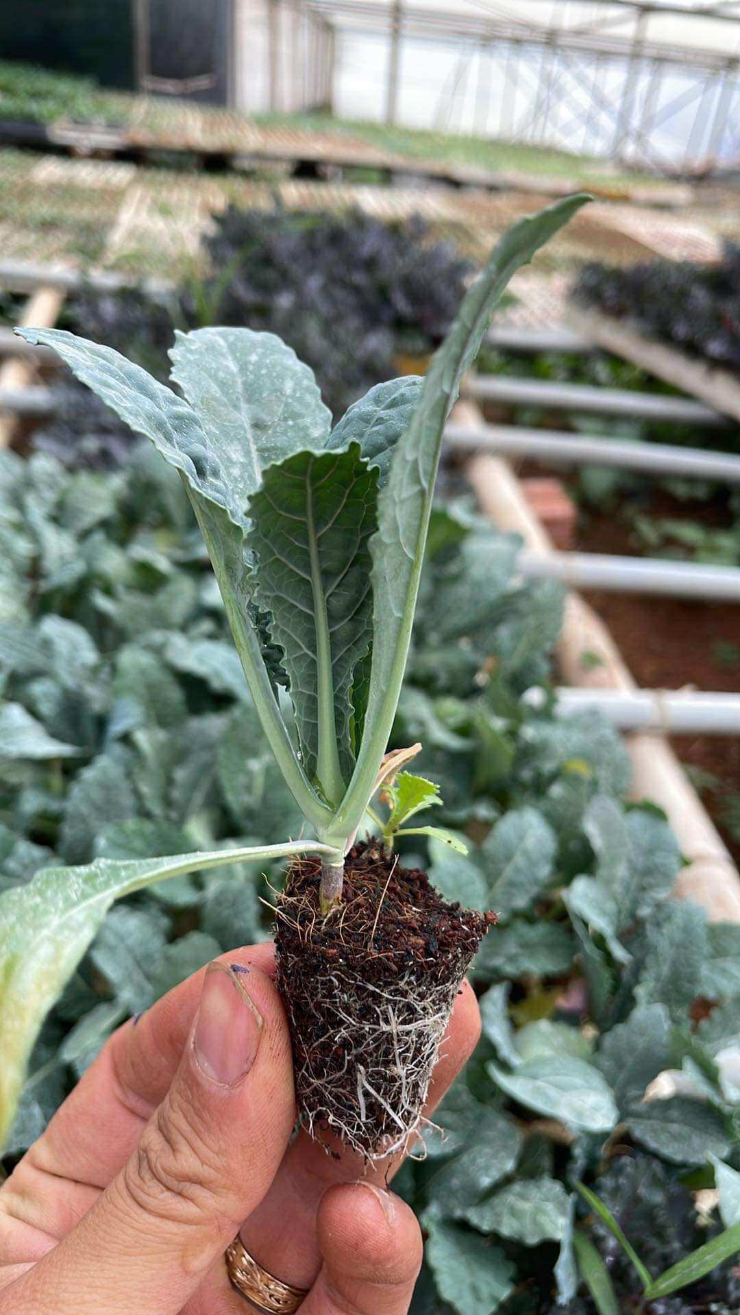 Combo 10 Kale khủng long size Vỉ