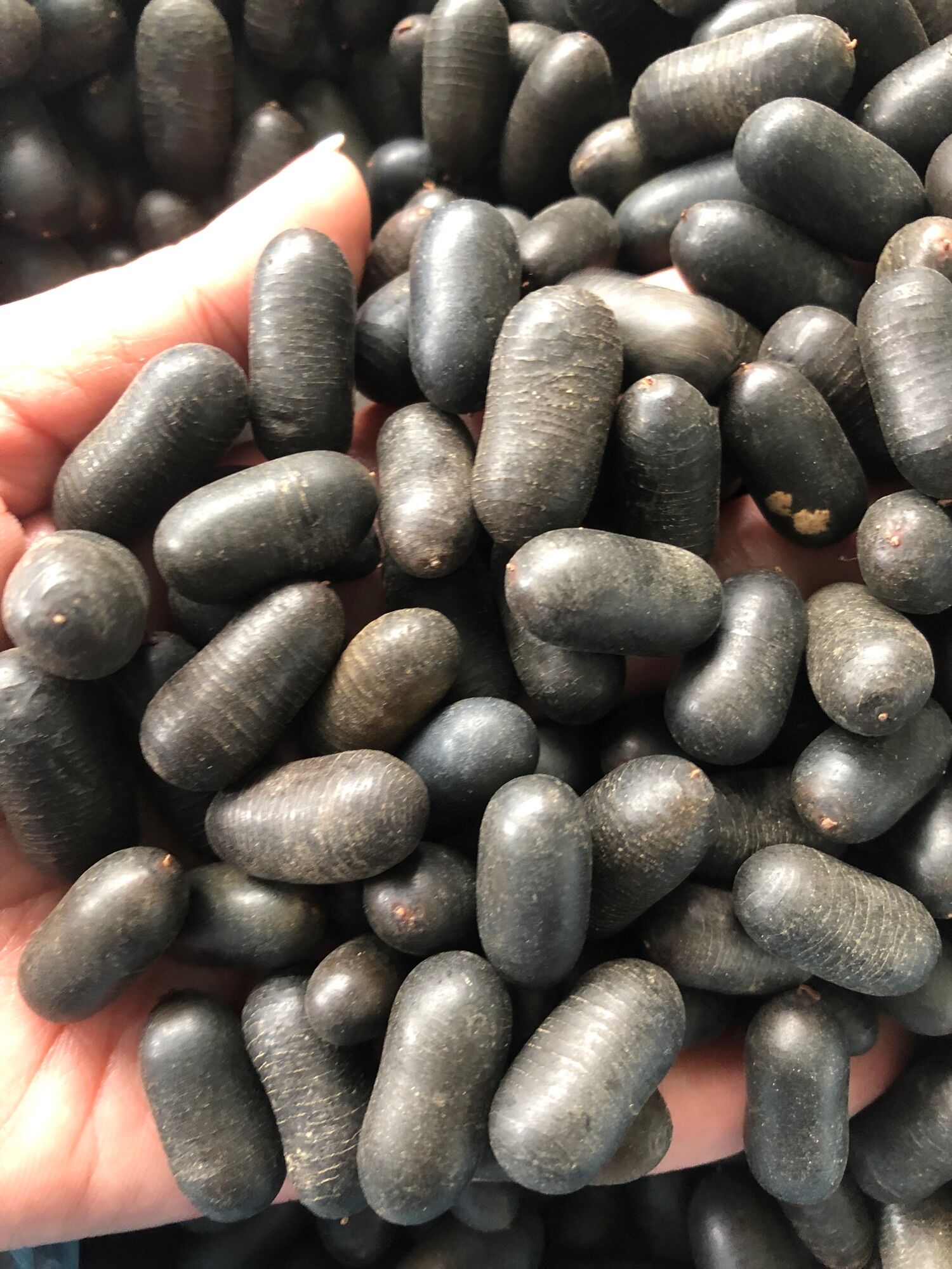 hạt đỗ rừng (đỗ mèo)220k/kg