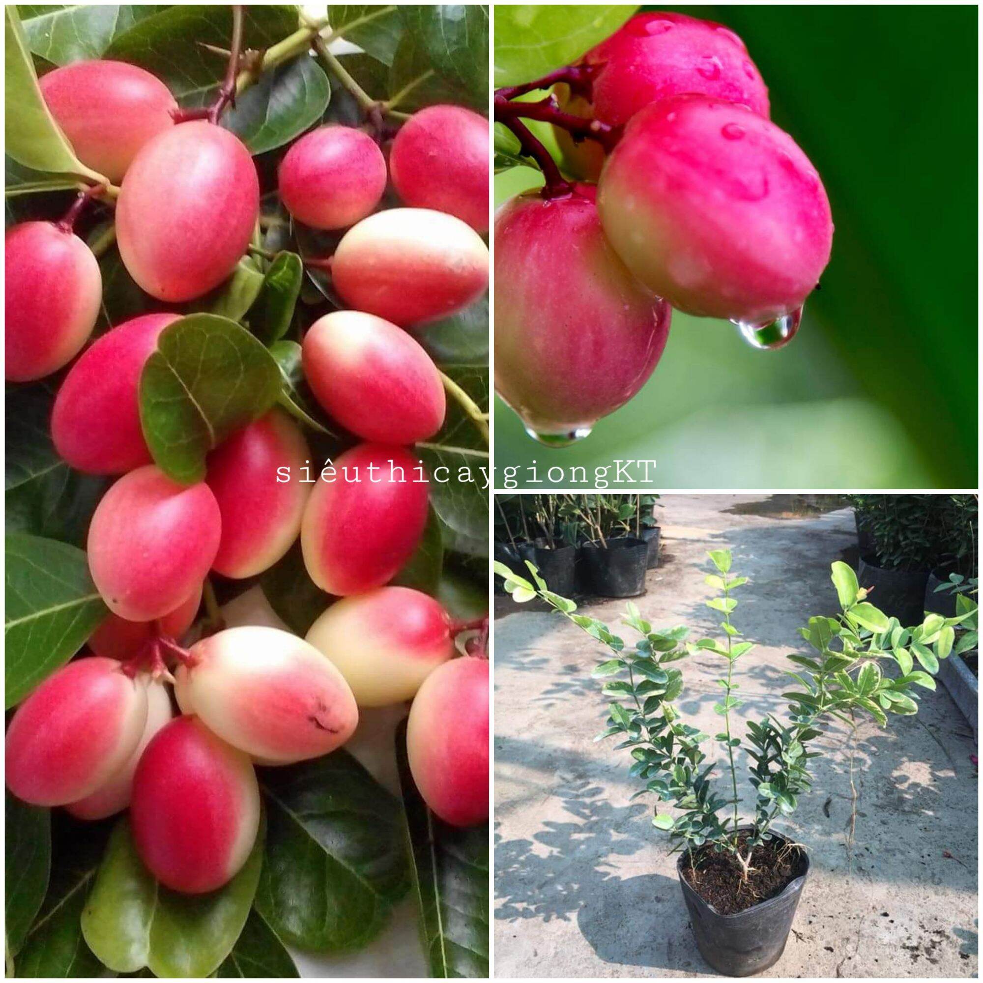 Cây giống sirô. Cây sirô dễ trồng, thích hợp mọi khí hậu, trái chế biến làm nước sirô giả khát, cây làm kiểng. Cây giống chuẩn cao từ 20cm.