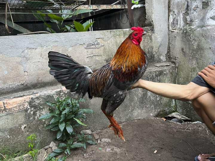 10 Trứng Gà Mỹ ấp nở con giống