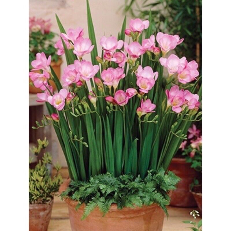 Củ Giống Địa Lan Nam Phi Chơi Tết(set 5 củ)