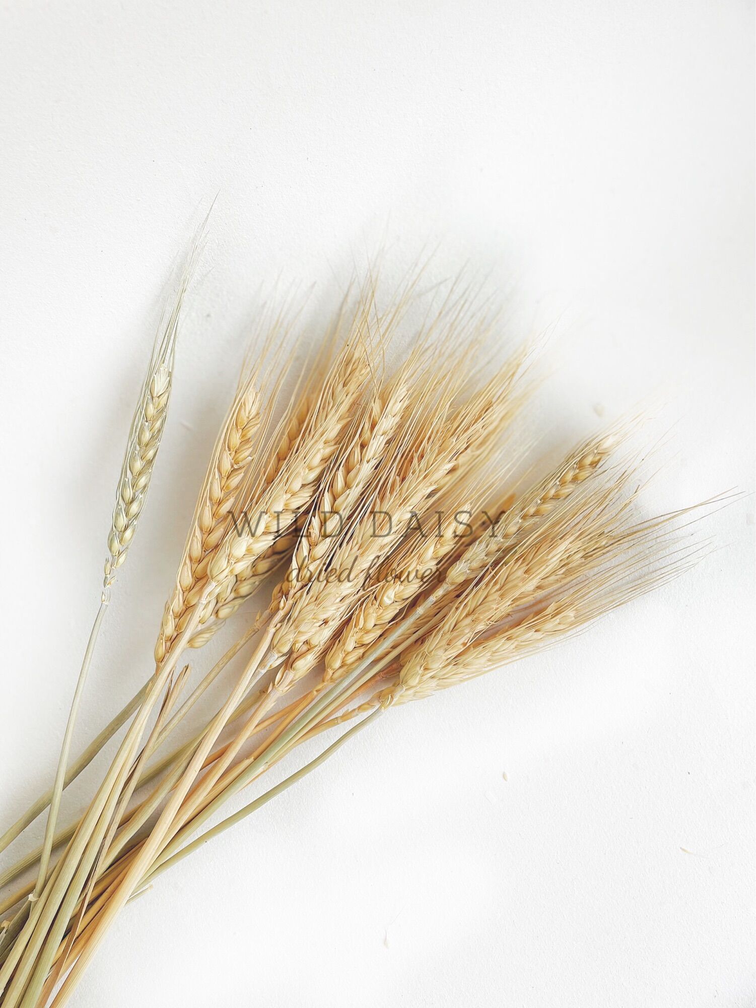 Lúa Mạch khô tự nhiên 🌾 Hoa trang trí nhà cửa, cắm lọ, phụ kiện chụp ảnh, làm bó hoa cưới