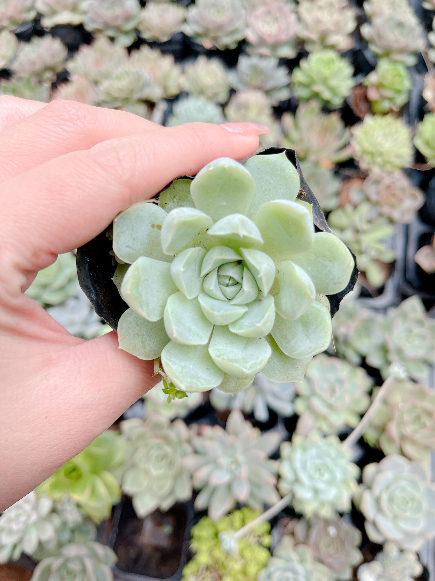 Sen đá hải ly size bầu 3-5 cm xuất vườn đà Lạt