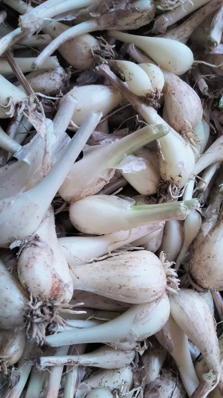 1kg củ kiệu huế tươi . hàng chuẩn