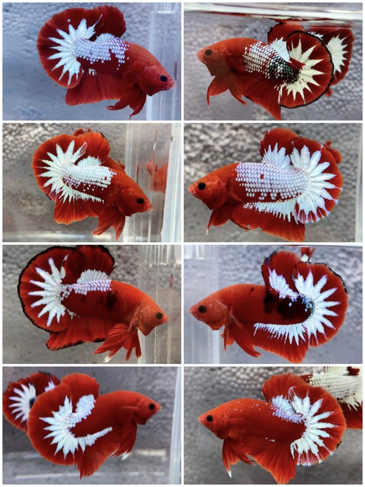 Cặp betta red fancy cp đẹp chuẩn giống