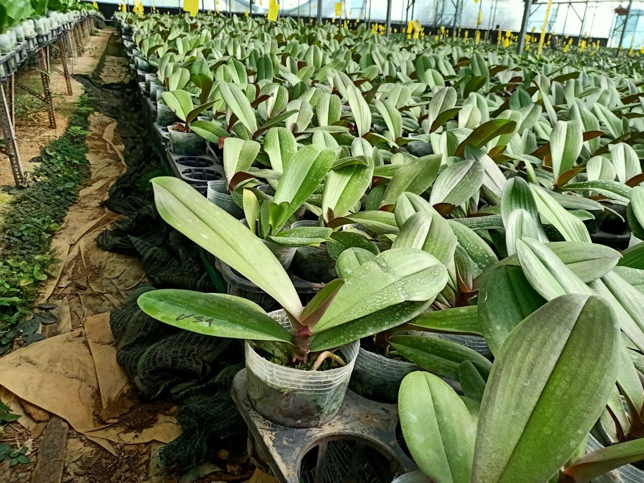 lan hồ điệp cốc 3.5 màu hồng V31