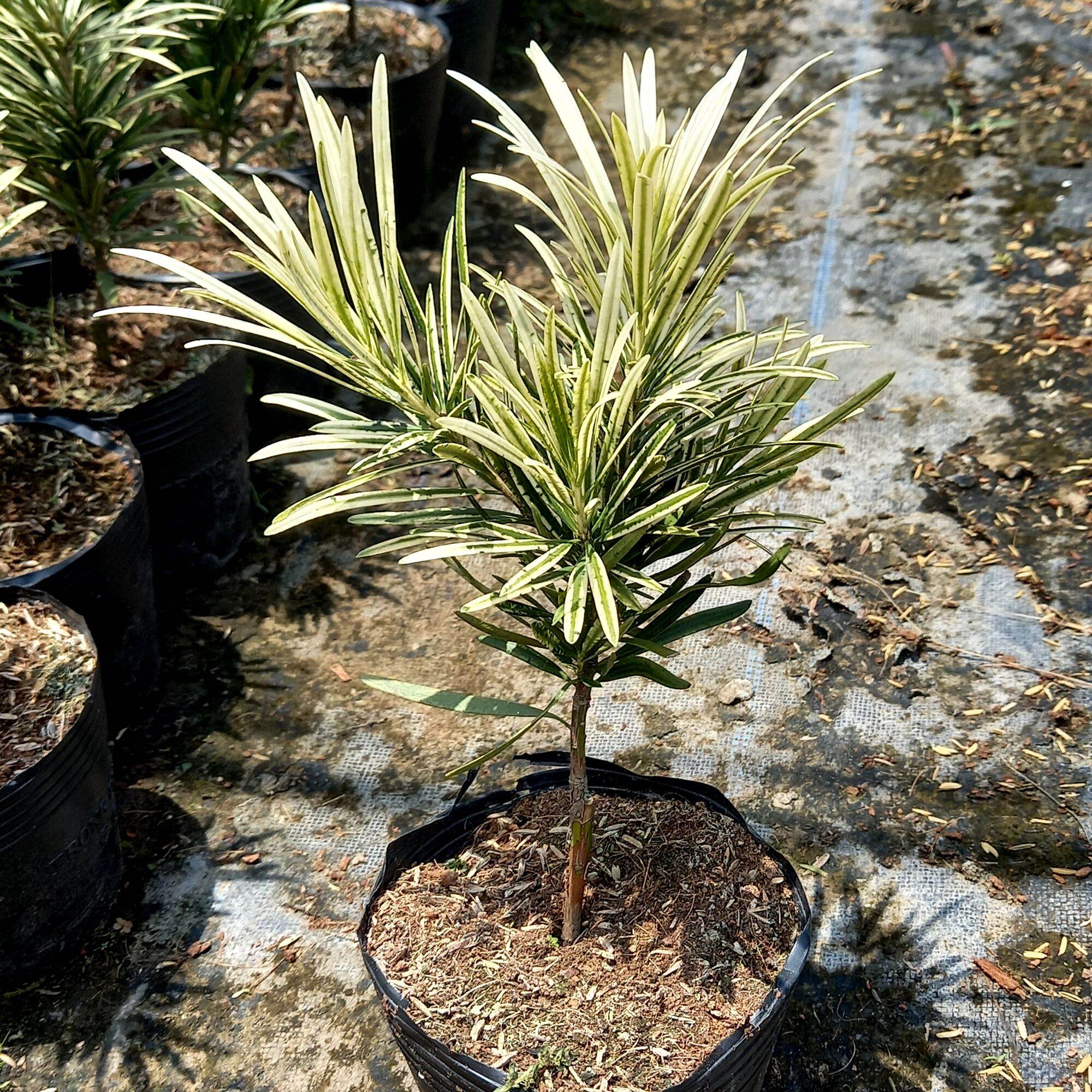 cây tùng bạch kim giống mới