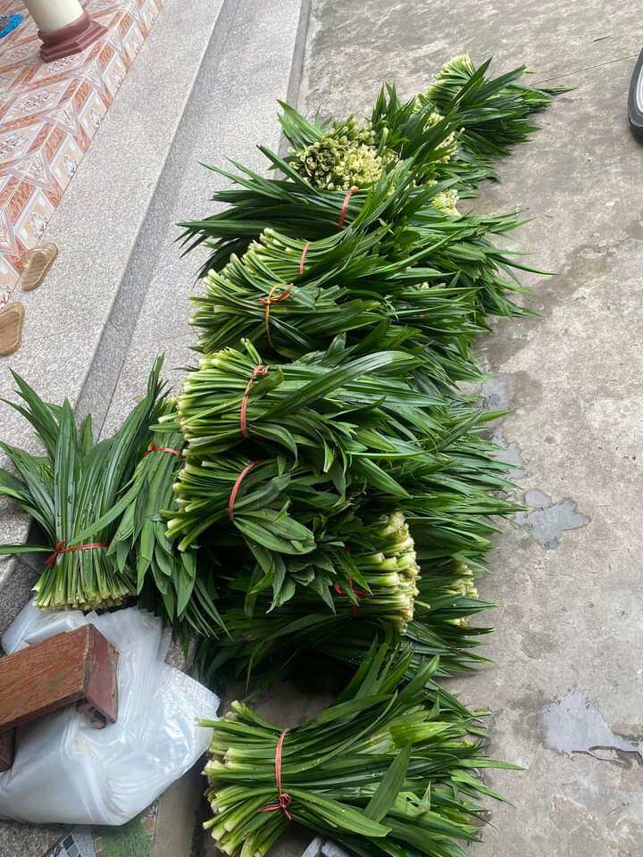Cây lá dứa ( lá nếp)