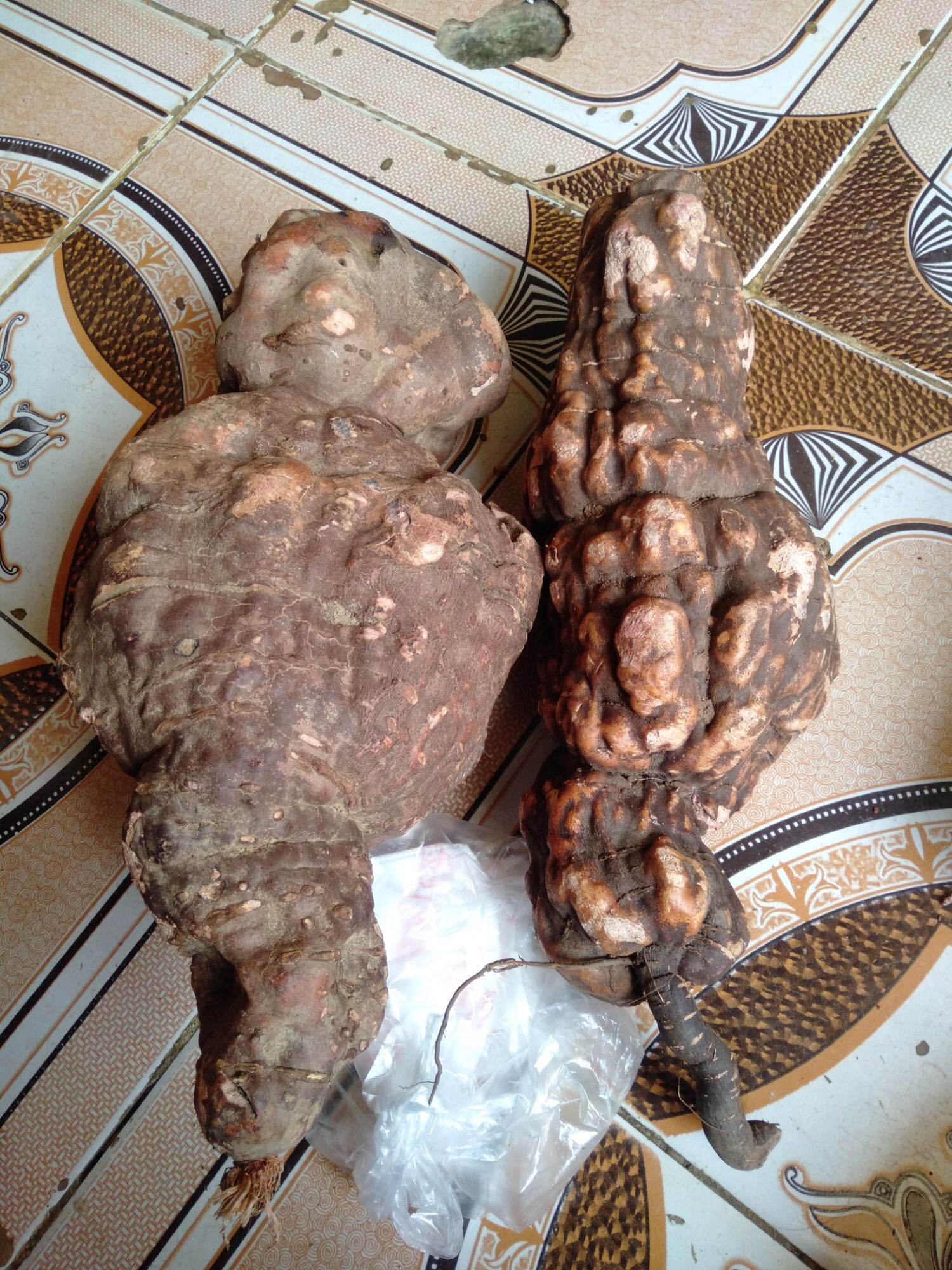 Củ hà thủ ô  tươi rừng tây bắc size 1, 2kg