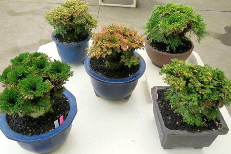 5 Cây Trường Sinh Thảo