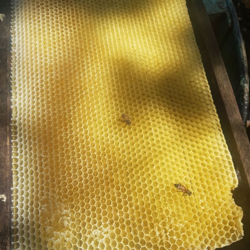 MẬT ONG HOA CAFE BẢO LỘC 🐝🐝