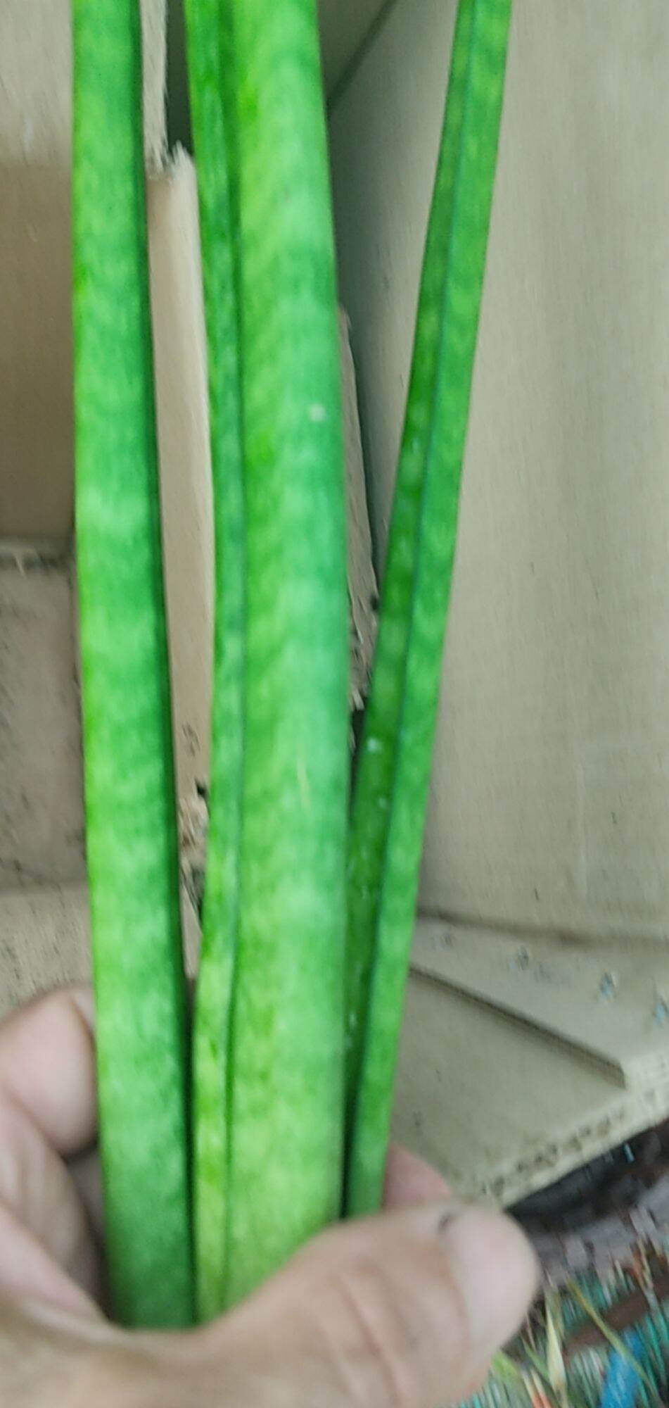 Cây lưỡi hổ - Sansevieria bụi lá tròn