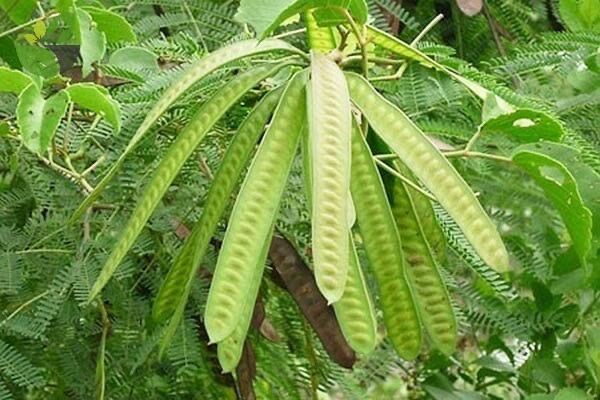(1kg)Quả bồ kết đẹp khô loại 1