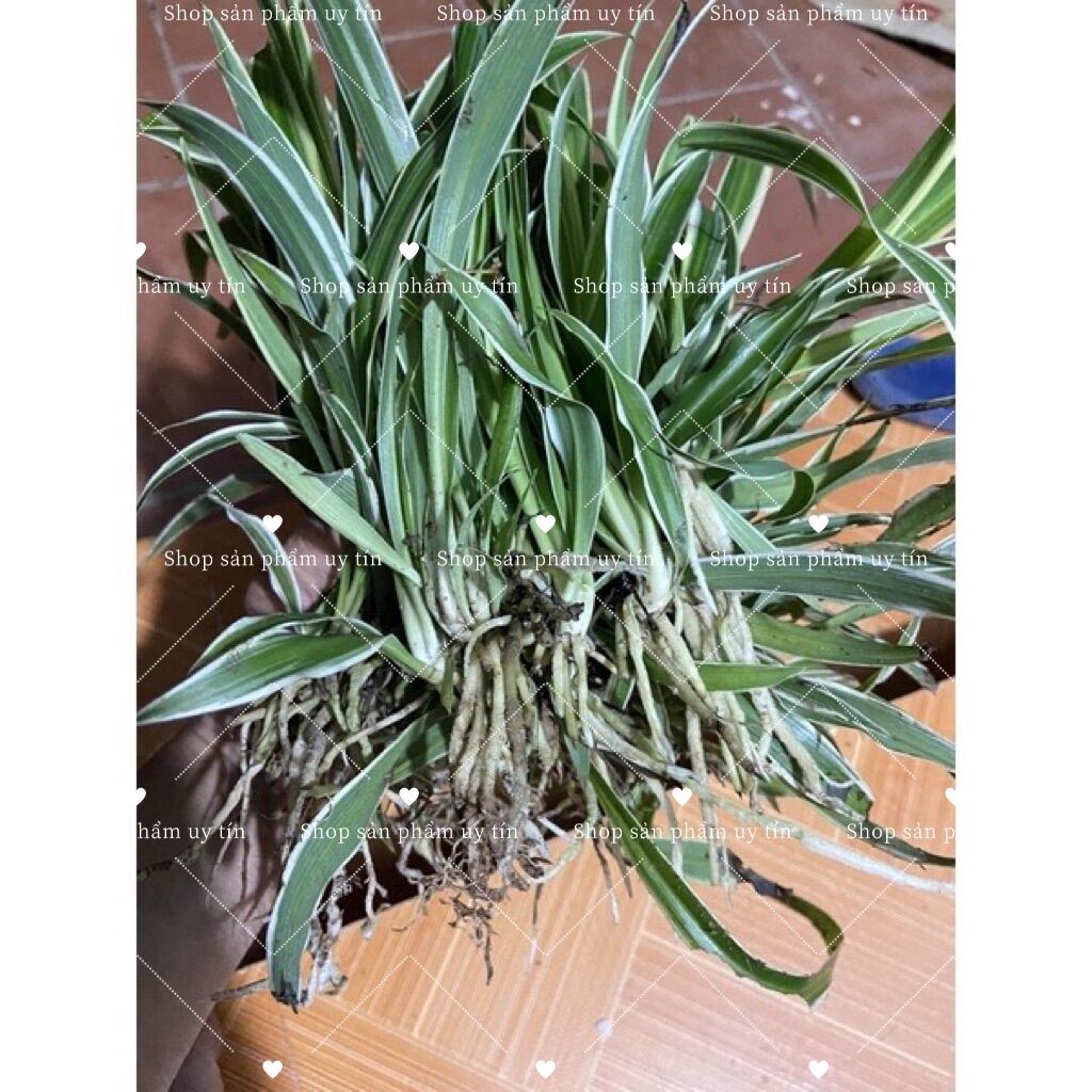 Cỏ lan chi có rễ (4 cây)