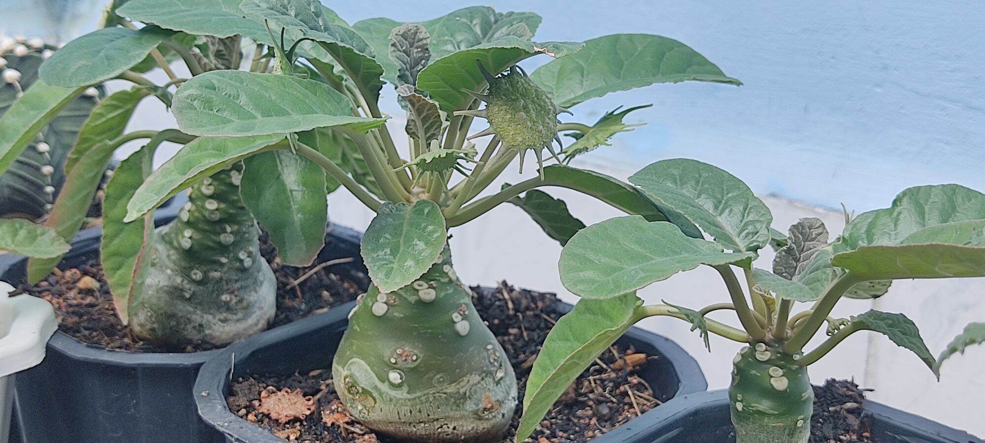 Cây hoa mặt trời - Dorstenia