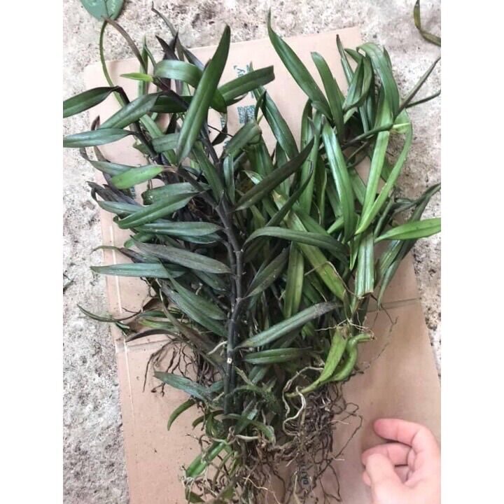 Hoa lan thạch hộc tía sỉ 12k(1 bó)