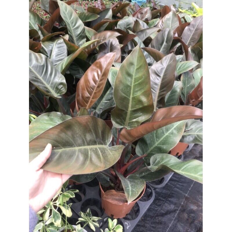 <CÂY PHONG THỦY>Cây trầu bà ĐẾ VƯƠNG ĐỎ (Philodendron Imperial Red )size lớn, lá từ 20-35cm