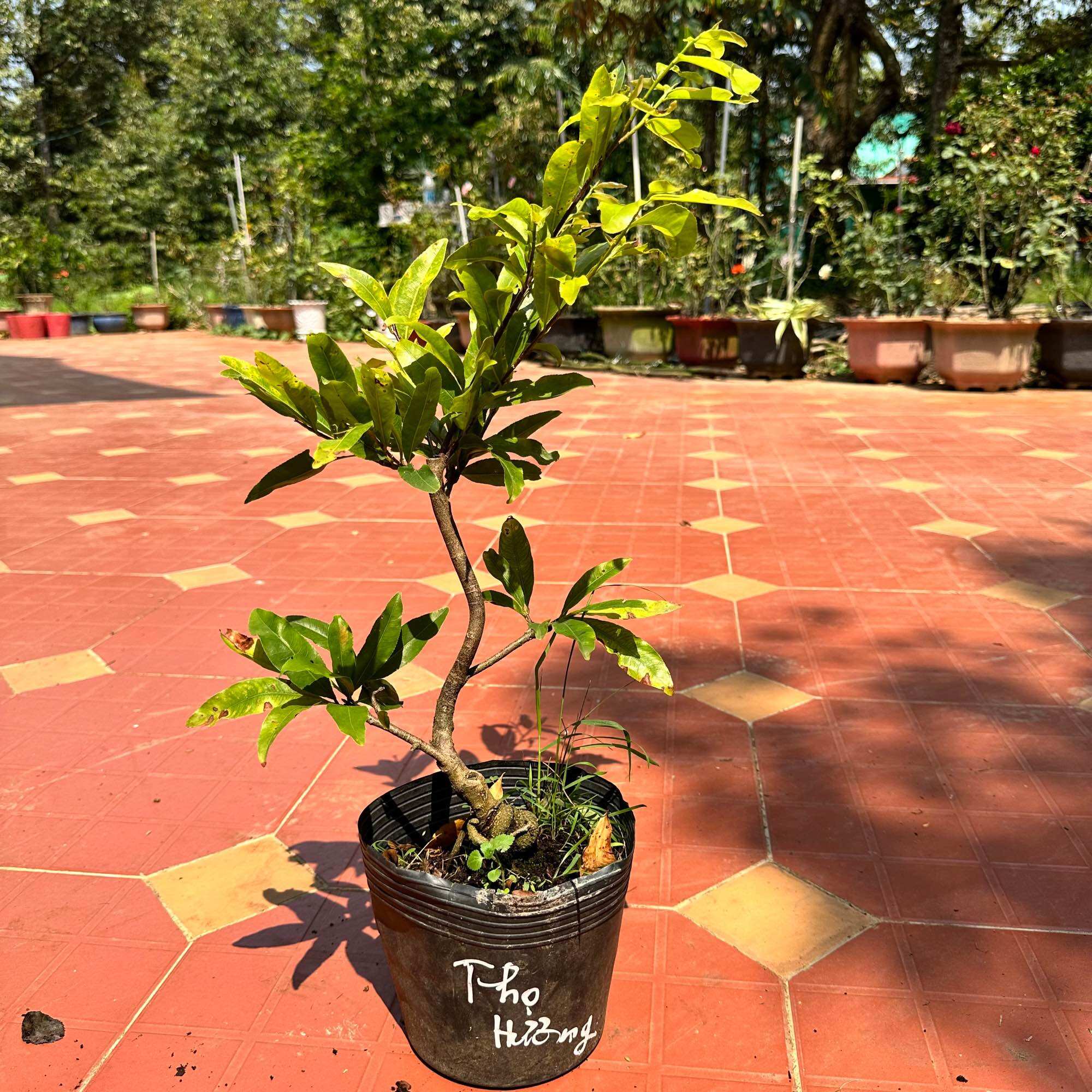 Cây mai cúc thọ hương - bonsai gốc đẹp, giống mới, 24 cánh