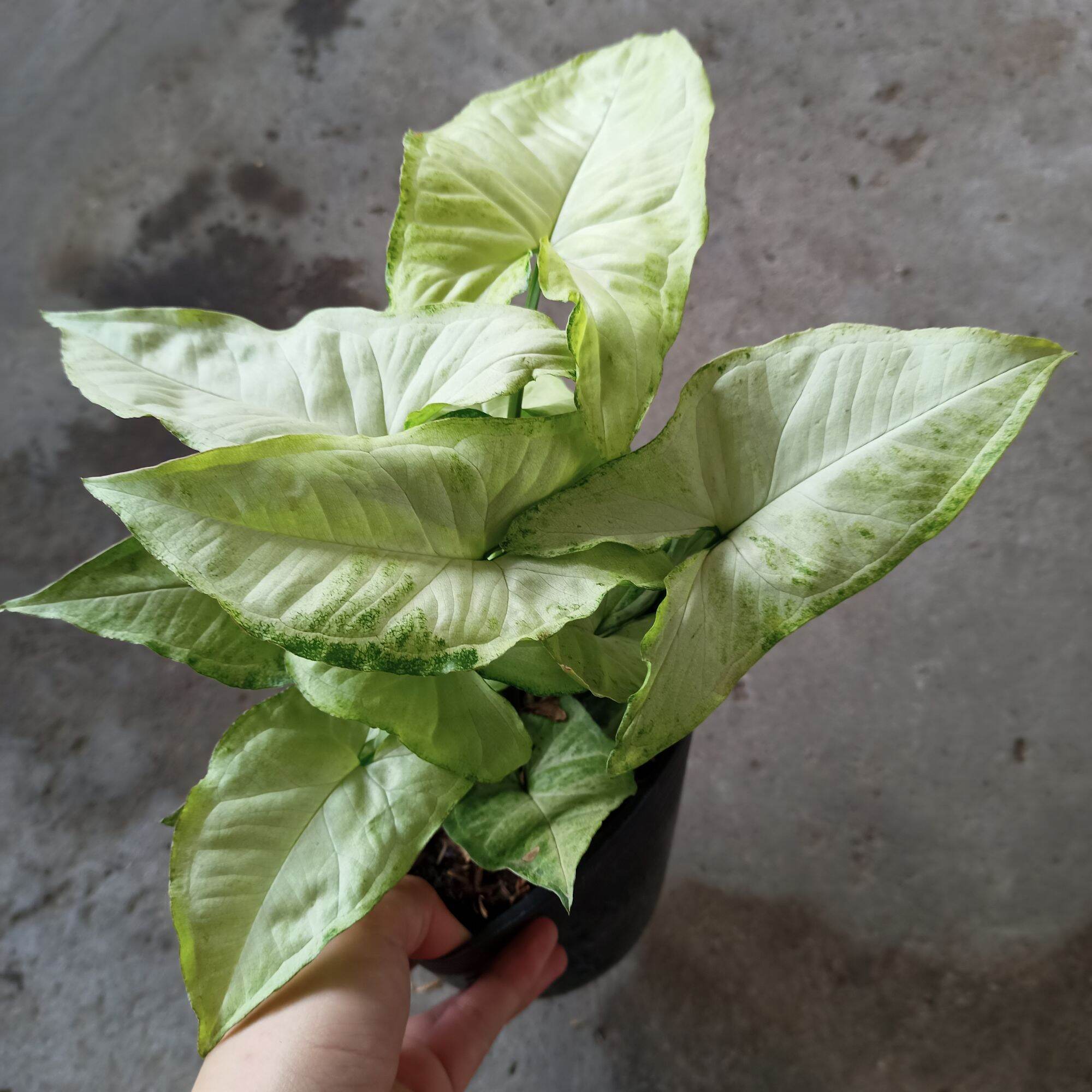 Cây trầu bà trắng