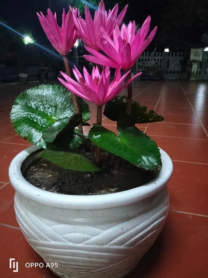 Củ hoa súng cạn