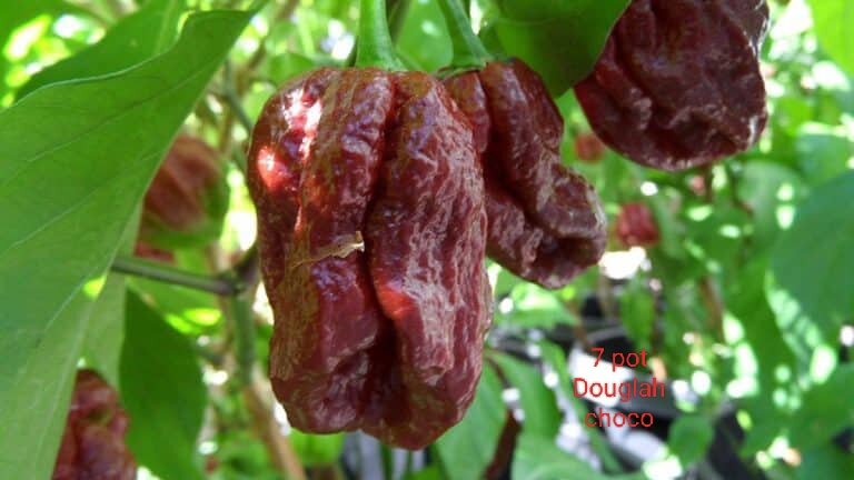 Cây ớt 7 pot douglah choco cây giống